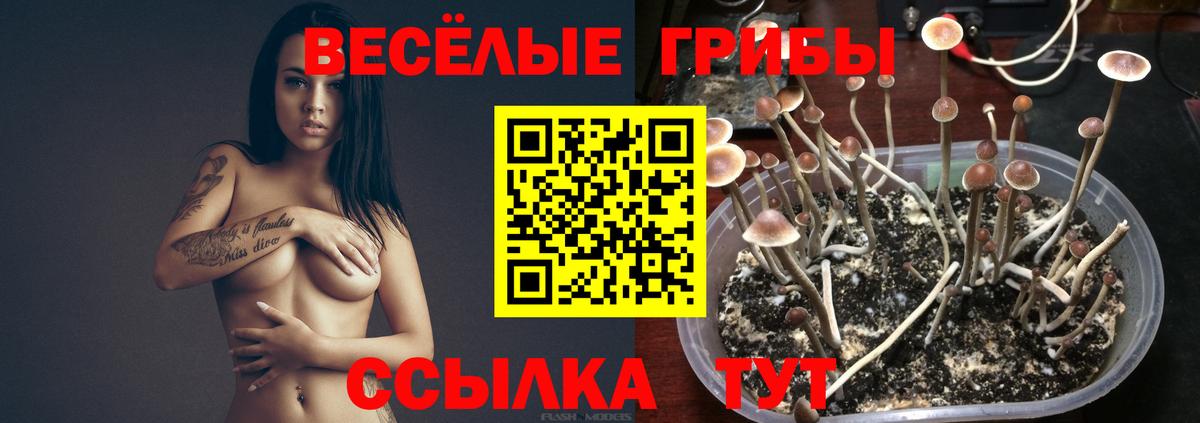 Краснокаменск  Галлюциногенные грибы Magic Shrooms  цены   Галлюциногенные грибы Psilocybine cubensis  Вход с VPN 